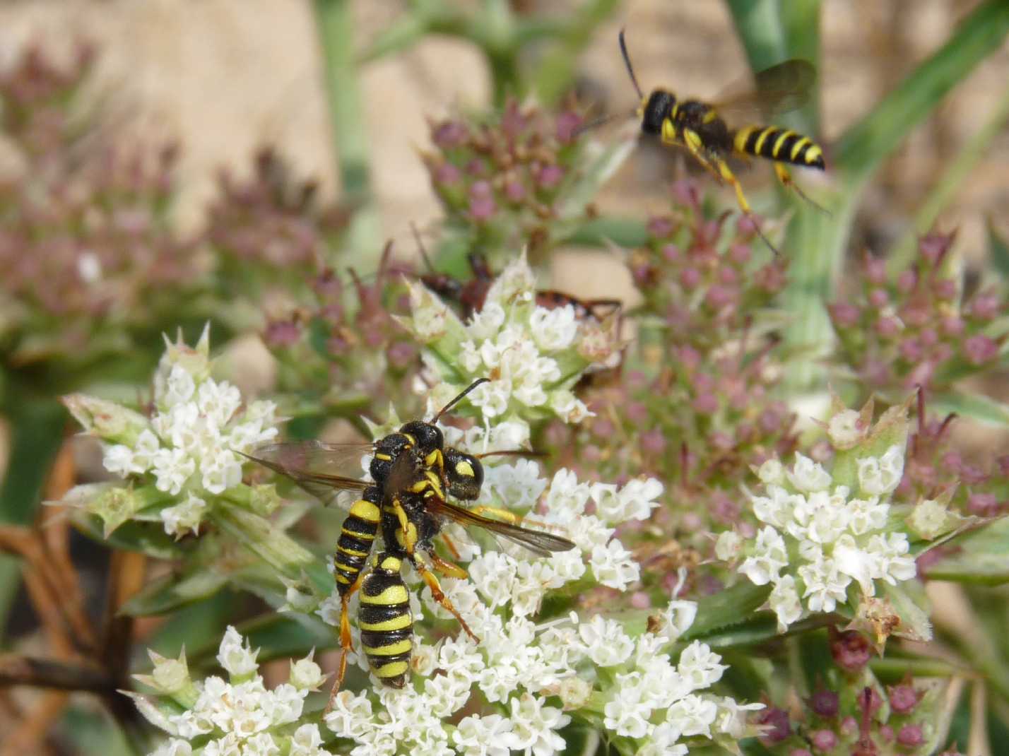 Crabronidae: Cerceris sabulosa e C. quadricincta corsica